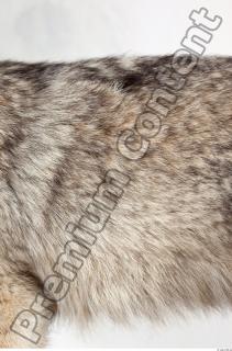 Wolf leg photo reference 0010